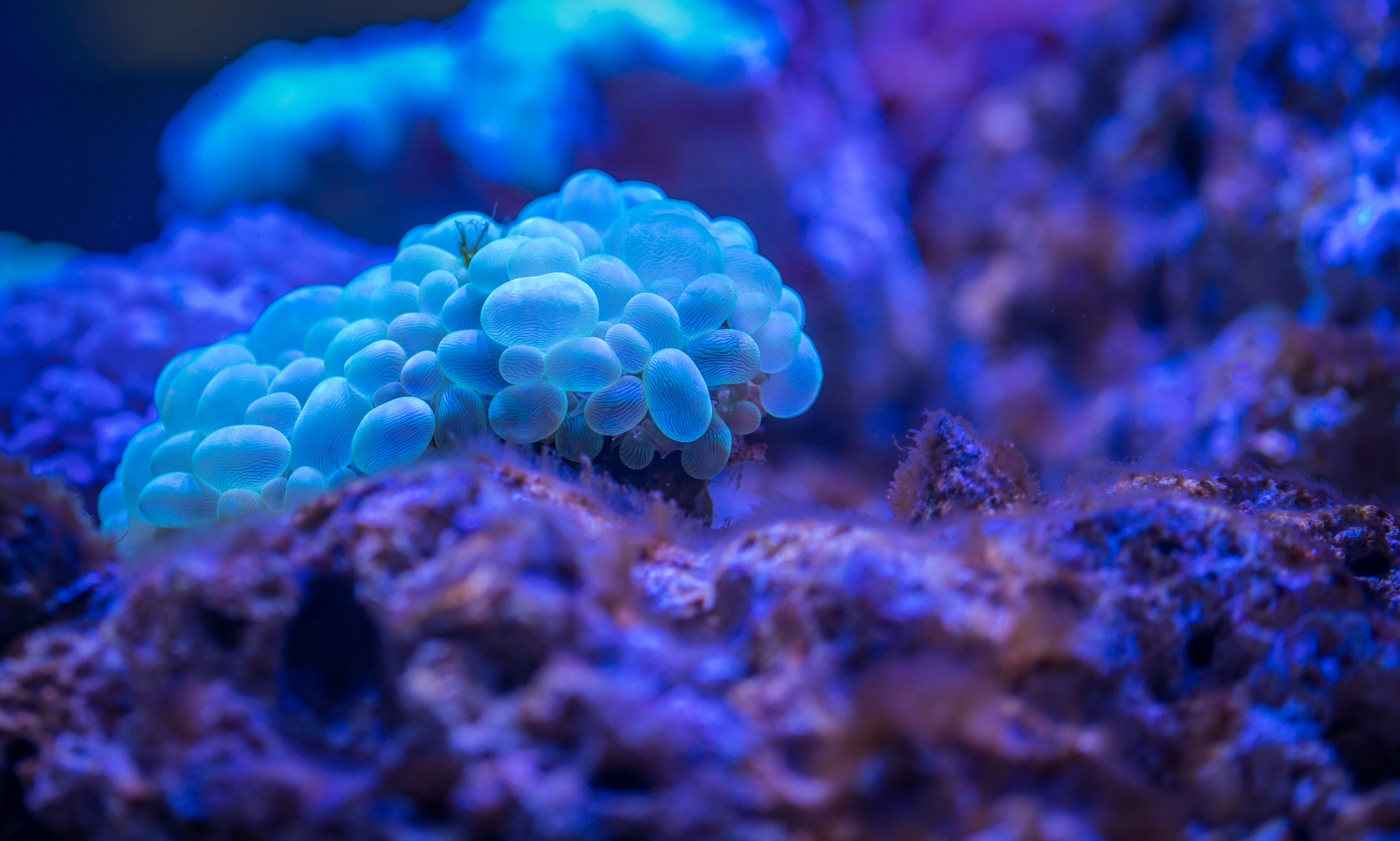 aquatic-beautiful-biology-920157